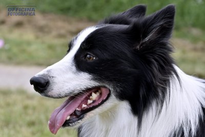 I nostri amici animali